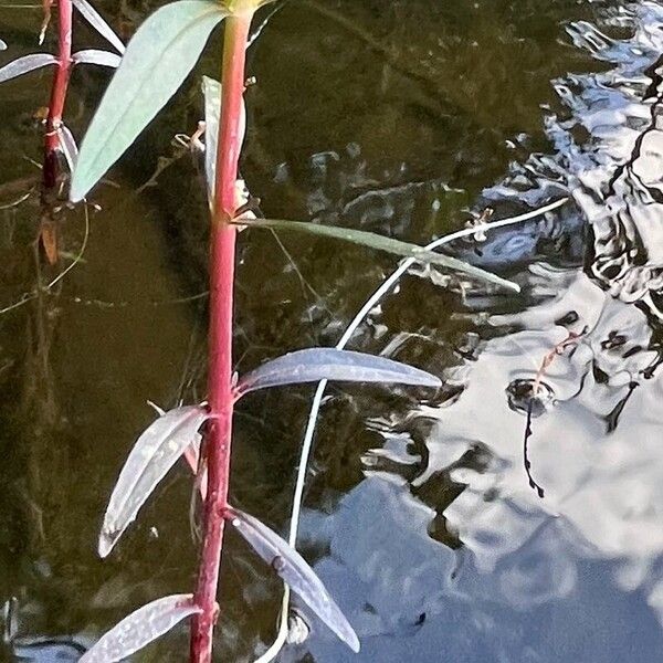 Lysimachia terrestris Bark