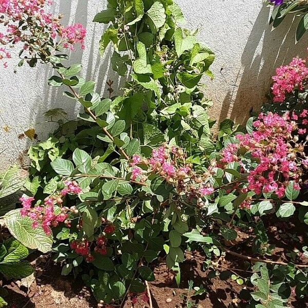 Lagerstroemia indica Flower