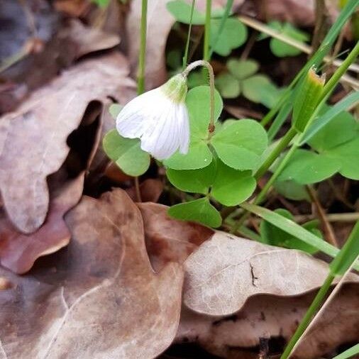 Oxalis acetosella Flower