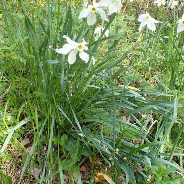 Narcissus poeticus 整株植物