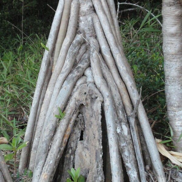 Pandanus tectorius Corteza