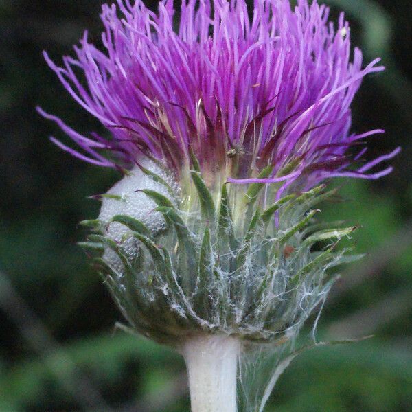 Cirsium filipendulum Flower