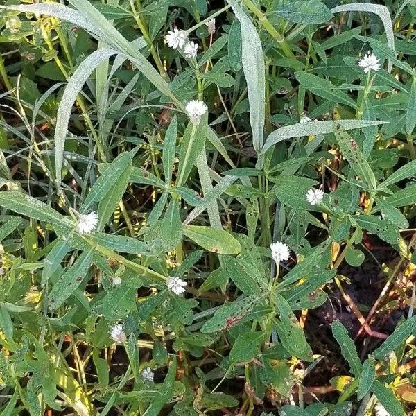 Alternanthera philoxeroides Flors