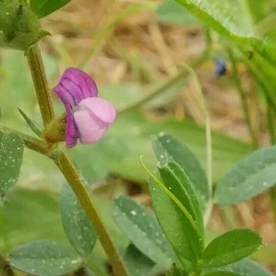 Vicia lathyroides Blad