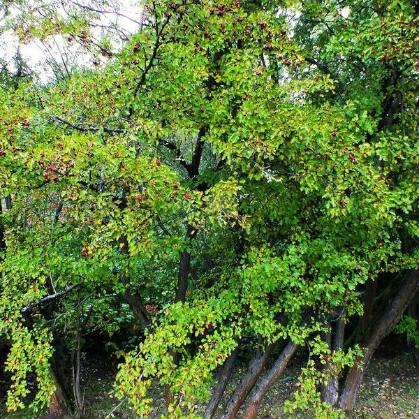 Crataegus rhipidophylla Fruit