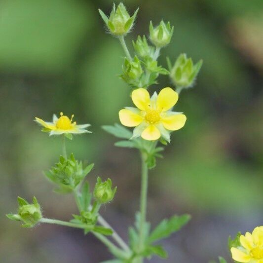 Potentilla intermedia Other