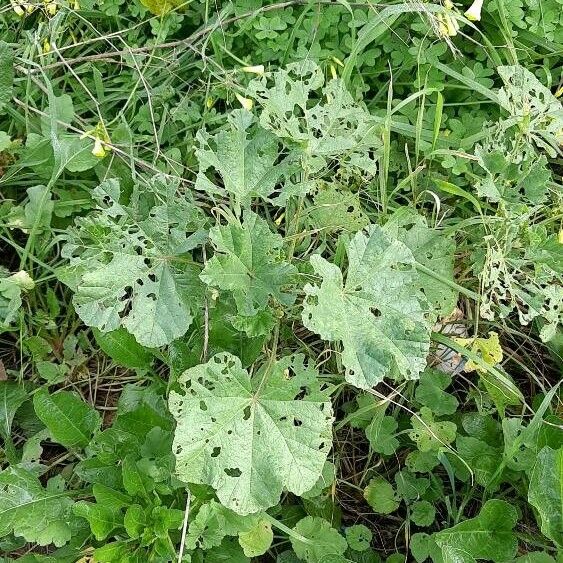 Malva parviflora Habit