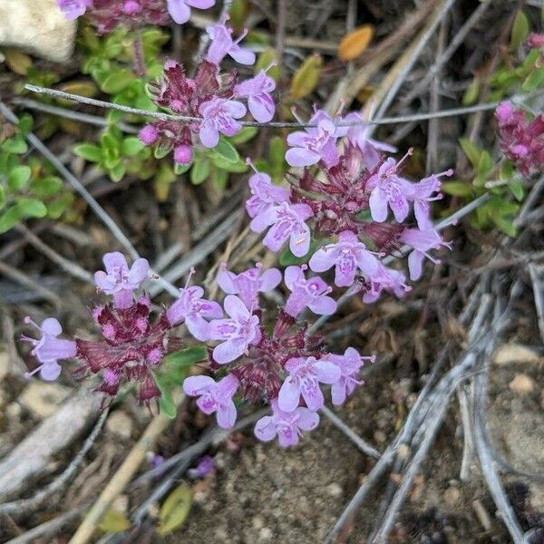 Thymus dolomiticus Květ