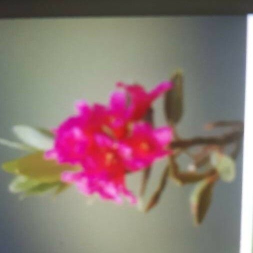 Rhododendron ferrugineum Flor