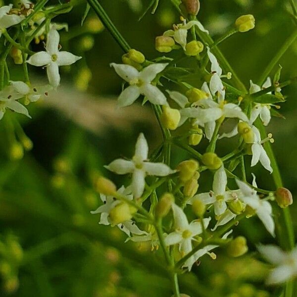 Galium album ফুল