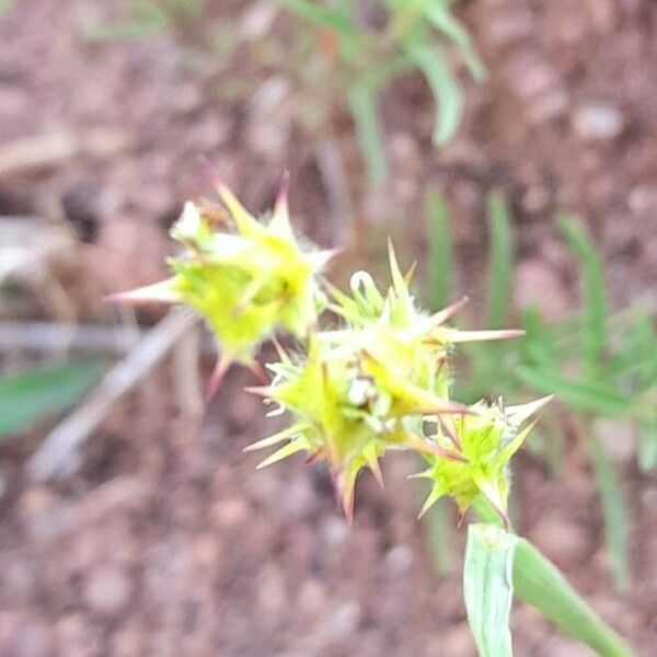 Cenchrus spinifex Φρούτο