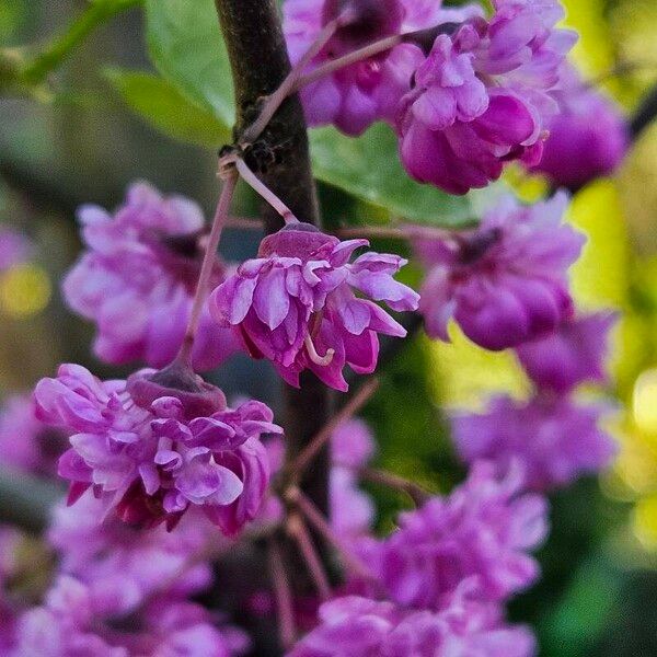 Cercis canadensis Цвят