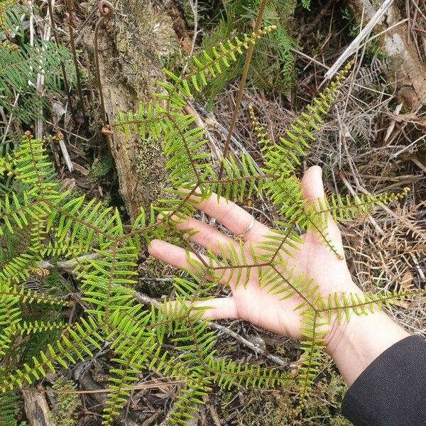 Gleichenia dicarpa Frunză