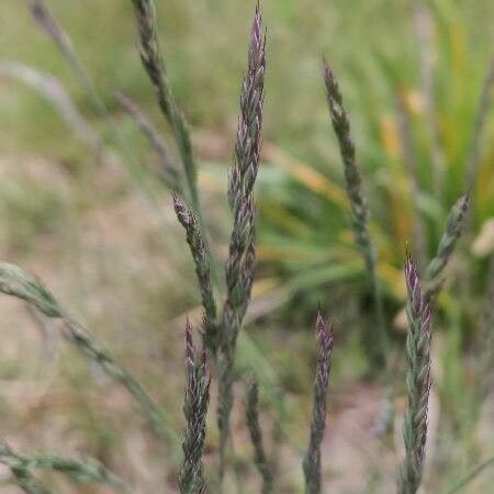 Festuca ovina Žiedas