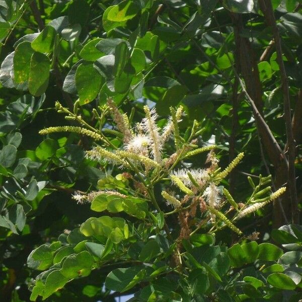 Mimosa caesalpiniifolia Other