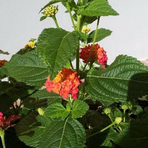 Lantana camara Habit