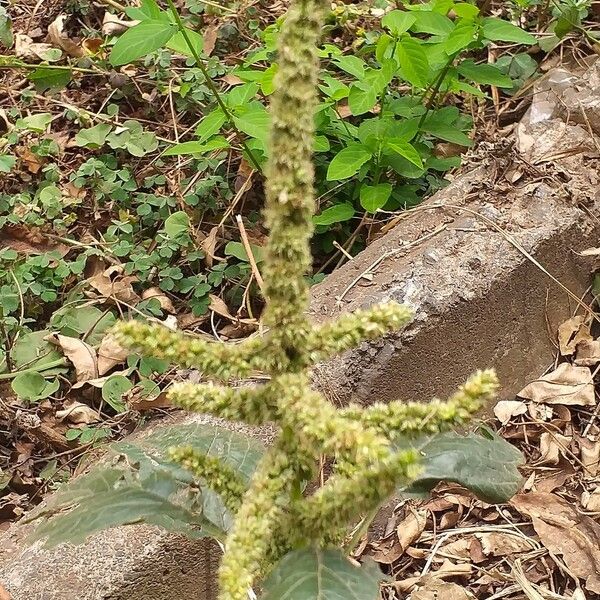 Amaranthus viridis Flower