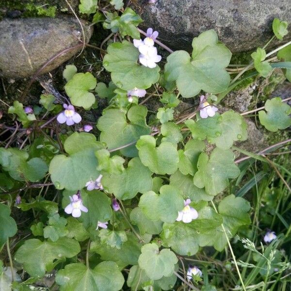 Cymbalaria muralis Fulla