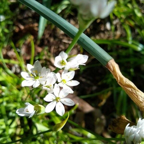 Allium neapolitanum Flower