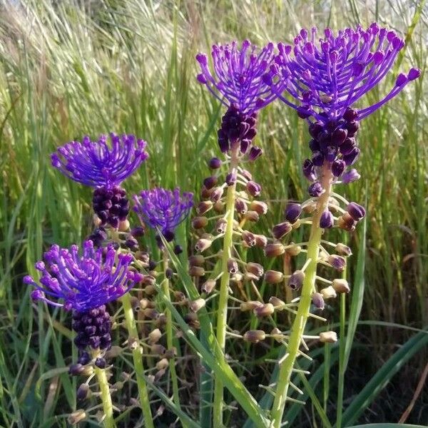 Muscari comosum Flor