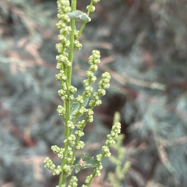 Oxybasis urbica Lorea