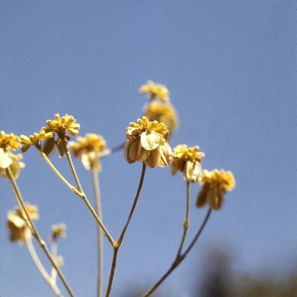 Eriogonum alatum Habit