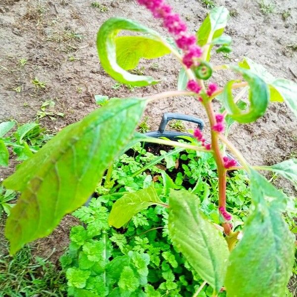 Amaranthus caudatus Fulla