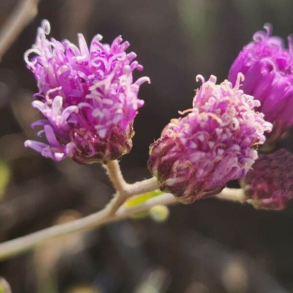 Gutenbergia boranensis Flor