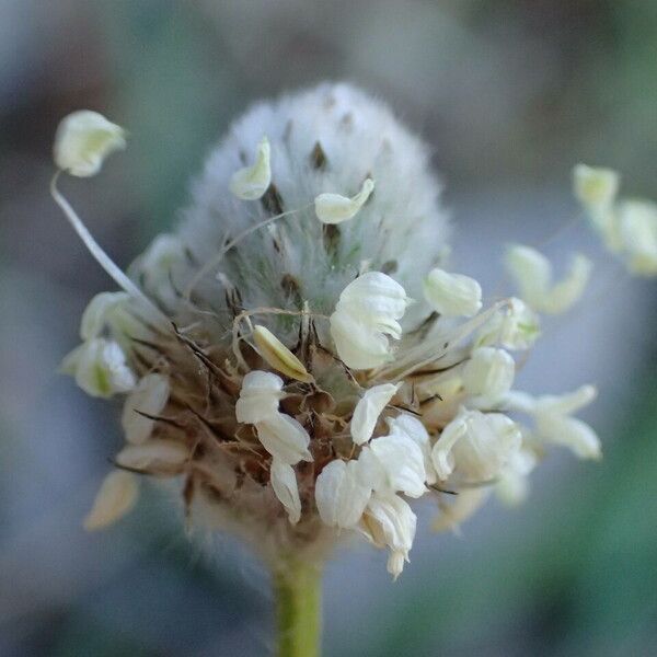 Plantago lagopus 花