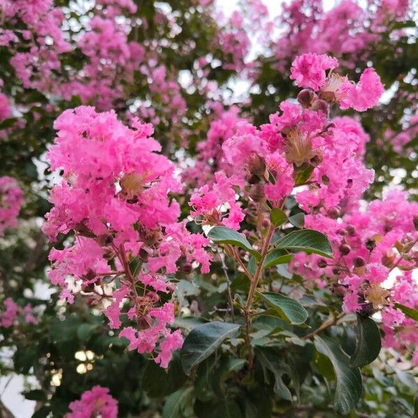 Lagerstroemia speciosa Floare