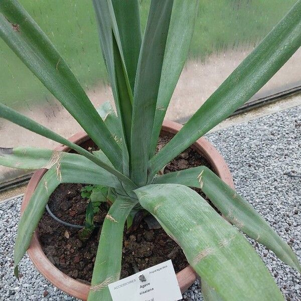 Agave sisalana ഇല