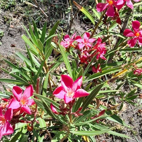Nerium oleander ᱛᱟᱦᱮᱸ