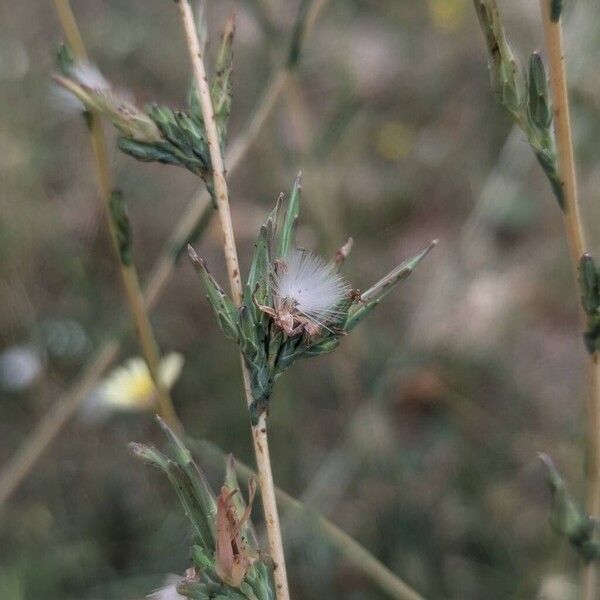 Lactuca saligna 果實