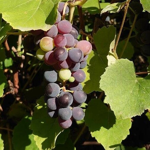 Vitis aestivalis Gyümölcs