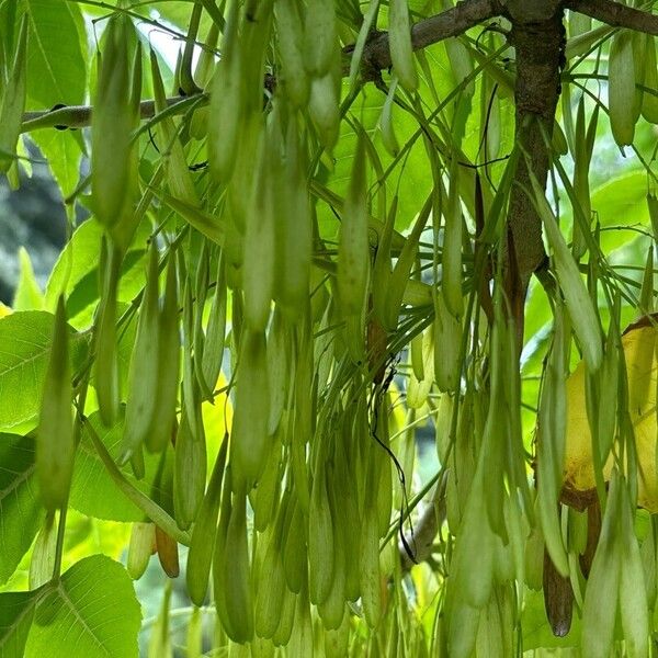 Fraxinus pennsylvanica फल