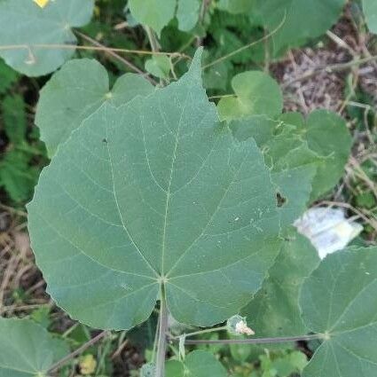 Abutilon indicum Leaf