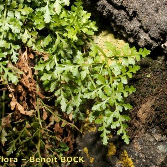 Asplenium cuneifolium Kita