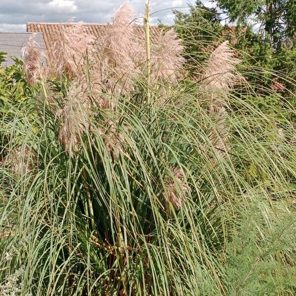 Cortaderia selloana Агульны выгляд