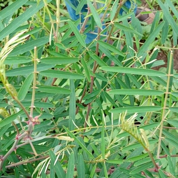 Tephrosia noctiflora Leaf