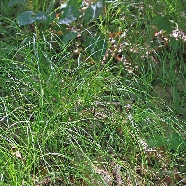 Carex alba Blad