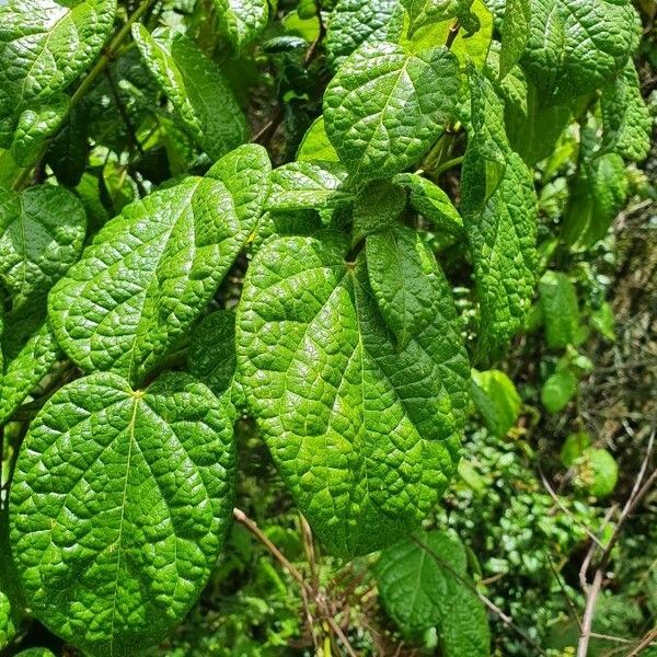 Cynanchum gonoloboides Blatt