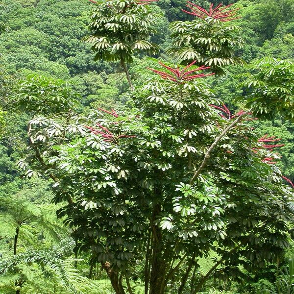 Heptapleurum actinophyllum Habit