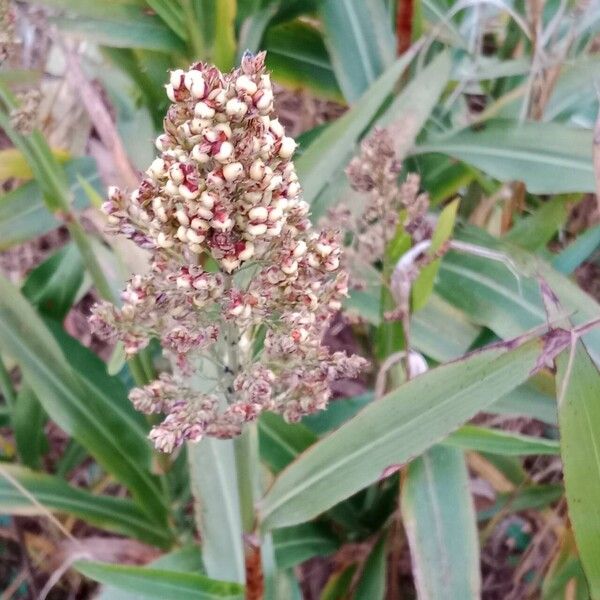 Sorghum bicolor Fruit