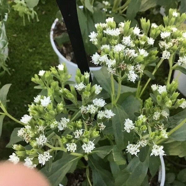 Stevia rebaudiana 花