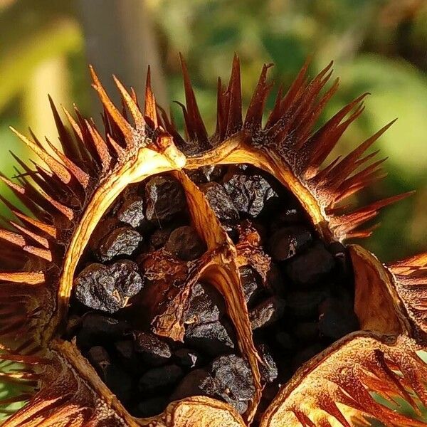 Datura stramonium Gyümölcs