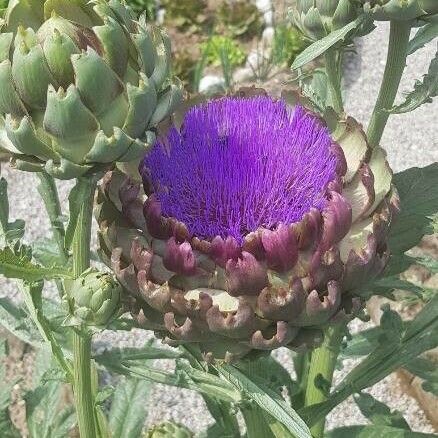 Cynara scolymus Çiçek