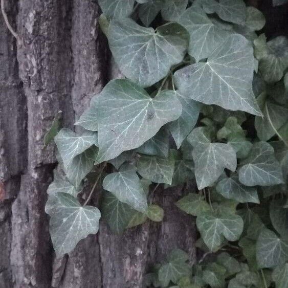 Hedera helix Deilen