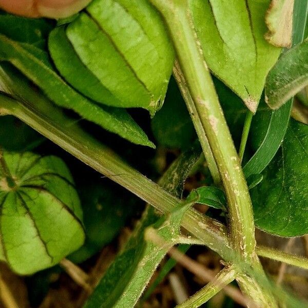 Physalis angulata Rusca