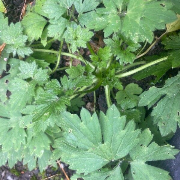 Ranunculus tuberosus Fulla