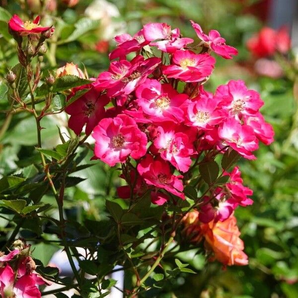 Rosa pendulina Συνήθη χαρακτηριστικά